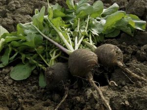Lire la suite à propos de l’article Informations sur le radis noir : Apprenez à cultiver des plants de radis noir