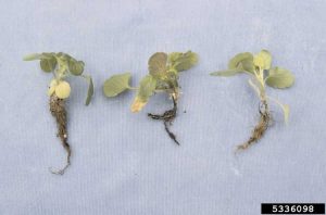 Lire la suite à propos de l’article Maladies courantes des pensées – Comment traiter les plantes de pensées malades