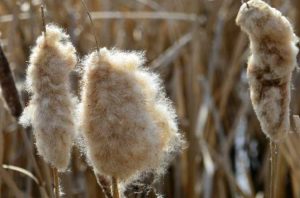 Lire la suite à propos de l’article Que faire avec les graines de quenouilles : découvrez comment conserver les graines de quenouilles