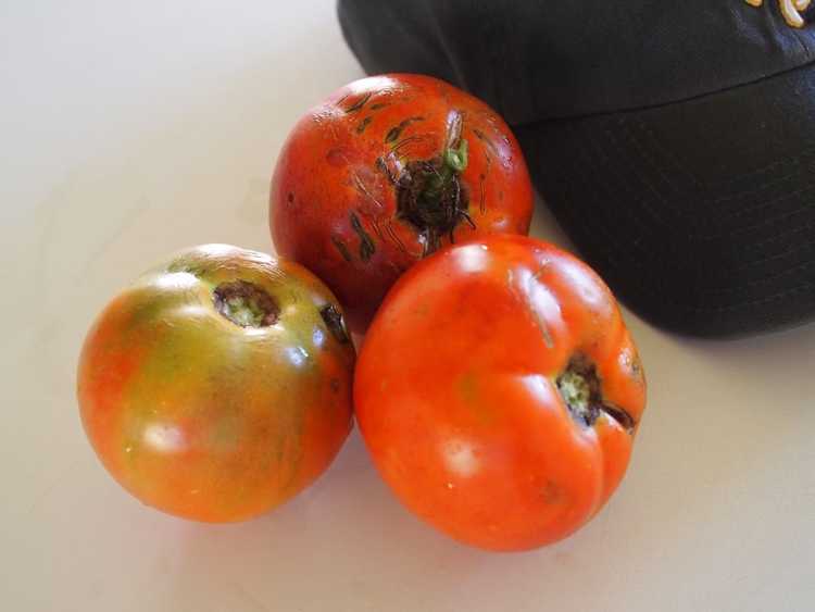 You are currently viewing Better Boy Tomato Info – Comment faire pousser un plant de tomate Better Boy