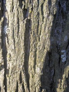 Lire la suite à propos de l’article Informations sur l'arbre à caryer Shagbark : Prendre soin des arbres à caryer Shagbark