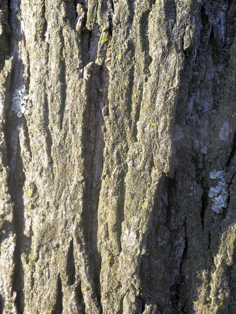 You are currently viewing Informations sur l'arbre à caryer Shagbark : Prendre soin des arbres à caryer Shagbark