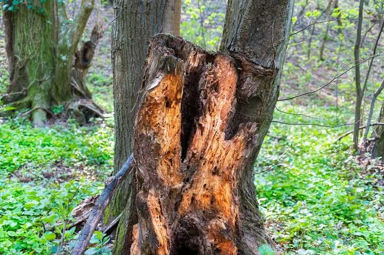 You are currently viewing Pourquoi mon arbre pourrit-il : informations sur les champignons de la pourriture du bois dans les arbres