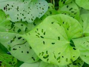 Lire la suite à propos de l’article Dommages causés aux feuilles par les insectes : quelque chose ronge les trous dans les feuilles des plantes