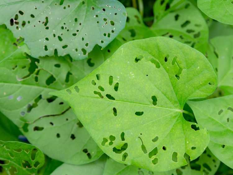 You are currently viewing Dommages causés aux feuilles par les insectes : quelque chose ronge les trous dans les feuilles des plantes