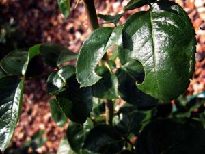 Lire la suite à propos de l’article Les roses ont des trous dans les feuilles : Pourquoi mes roses ont-elles des trous dans les feuilles