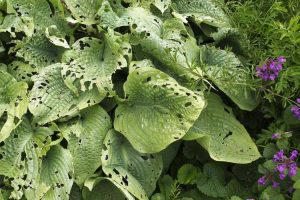 Lire la suite à propos de l’article Quelles sont les causes des trous dans les feuilles d'Hosta – Prévenir les trous dans les feuilles d'Hosta