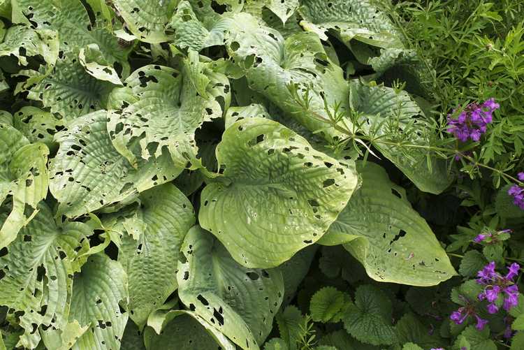 You are currently viewing Quelles sont les causes des trous dans les feuilles d'Hosta – Prévenir les trous dans les feuilles d'Hosta