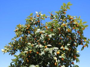 Lire la suite à propos de l’article Orange naine Trovita – Comment faire pousser des orangers Trovita