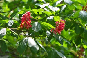 Lire la suite à propos de l’article Croissance de l'arbre Buckeye rouge: conseils pour planter un arbre Buckeye rouge