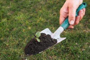 Lire la suite à propos de l’article Informations sur la truelle de jardin : à quoi sert une truelle dans le jardinage