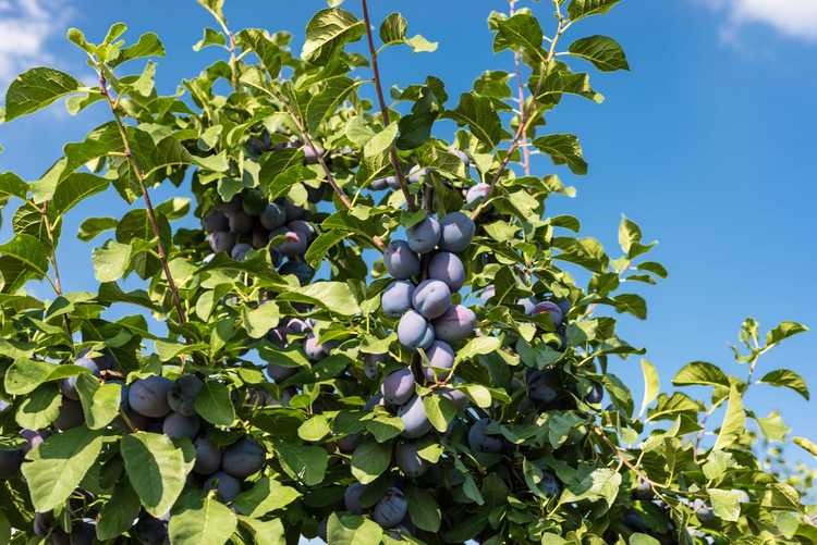 You are currently viewing Fruit du prunier tsar: comment faire pousser un prunier tsar