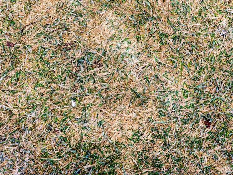 Lire la suite à propos de l’article Dommages causés par l'herbe en hiver : faits sur les pertes hivernales et comment raviver l'herbe après l'hiver