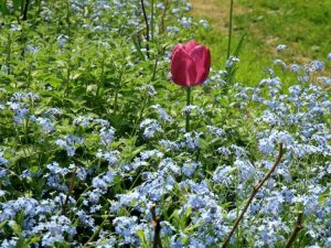 Lire la suite à propos de l’article Plantes du jardin commémoratif : cultiver des plantes pour honorer ses proches