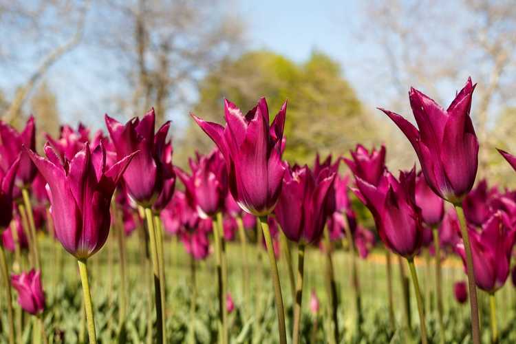 You are currently viewing Informations sur les tulipes à fleurs de lys : Cultiver des tulipes avec des fleurs ressemblant à des lys