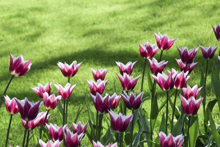 Lire la suite à propos de l’article Les cerfs mangent-ils des tulipes : conseils pour protéger les tulipes des cerfs