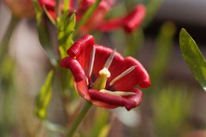 Lire la suite à propos de l’article Informations sur les espèces de tulipes – Comment cultiver des variétés d'espèces de tulipes