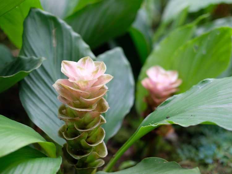 Lire la suite à propos de l’article Soins des tulipes de Siam : apprenez à cultiver des tulipes de Siam