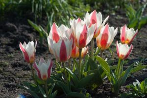 Lire la suite à propos de l’article Fleurs de tulipes Greigii – Cultiver des tulipes Greigii dans le jardin