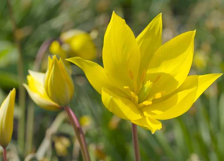 You are currently viewing Plantes de tulipes des bois – Comment faire pousser des tulipes des bois dans le jardin