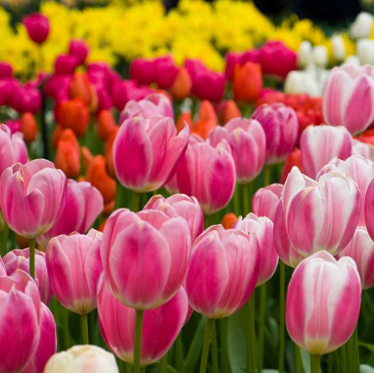Lire la suite à propos de l’article Fertiliser les tulipes : en savoir plus sur l'engrais pour bulbes de tulipes