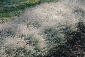 Lire la suite à propos de l’article Gestion des Tumbleweeds – En savoir plus sur les méthodes de contrôle du chardon russe