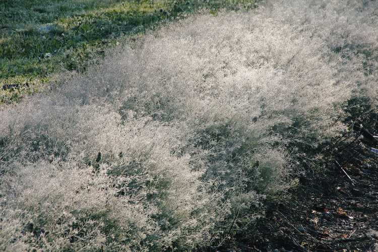 You are currently viewing Gestion des Tumbleweeds – En savoir plus sur les méthodes de contrôle du chardon russe