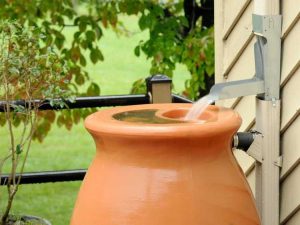 Lire la suite à propos de l’article Avantages de l'eau de pluie par rapport à l'eau du robinet pour les plantes