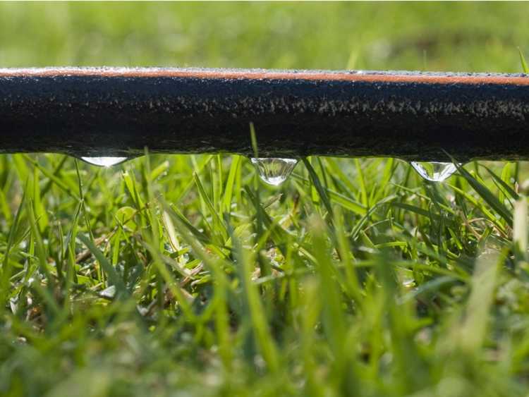 You are currently viewing Irrigation par tuyau de trempage : comment utiliser des tuyaux de trempage dans la pelouse et le jardin
