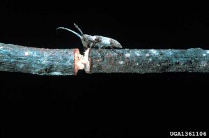 Lire la suite à propos de l’article Que sont les coléoptères des sécateurs de brindilles : Conseils pour lutter contre les coléoptères des sécateurs de brindilles