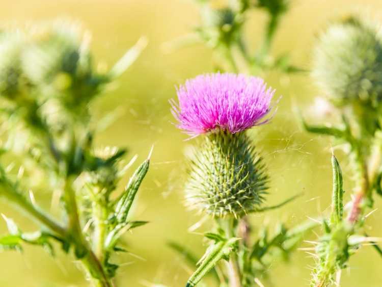 You are currently viewing Identifier les types courants de mauvaises herbes du chardon