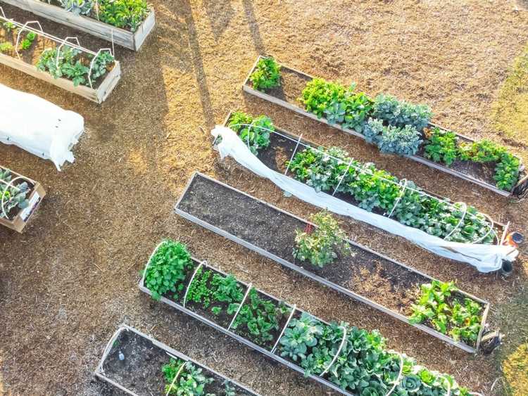 Lire la suite à propos de l’article Types de jardins communautaires – Planification de parcelles avec un but
