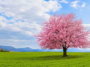 Lire la suite à propos de l’article Des arbres qui plaisent au paysage