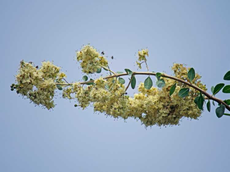 You are currently viewing Qu'est-ce qu'un arbre au henné : soins et utilisations des plantes au henné