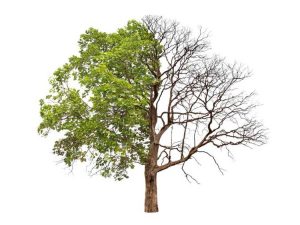 Lire la suite à propos de l’article L'arbre est mort d'un côté – Quelles sont les causes d'un arbre à moitié mort