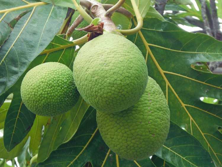 You are currently viewing Maladies courantes des fruits à pain – Comment réparer les arbres à pain en mauvaise santé