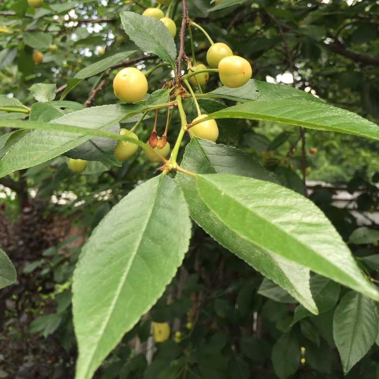 You are currently viewing Variétés de cerises jaunes : cultiver des cerises jaunes