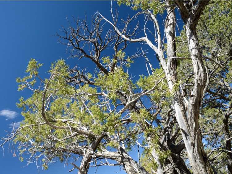 Lire la suite à propos de l’article Pouvez-vous assombrir un arbre blanchi par le soleil ?