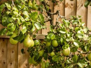 Lire la suite à propos de l’article Idées de jardins d'arbres fruitiers : conseils pour cultiver des arbres fruitiers dans votre jardin