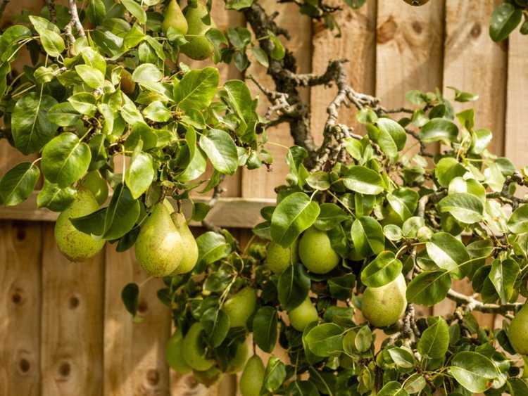 You are currently viewing Idées de jardins d'arbres fruitiers : conseils pour cultiver des arbres fruitiers dans votre jardin