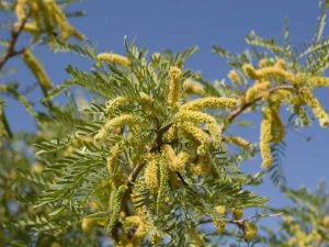 Lire la suite à propos de l’article Informations sur le Honey Mesquite – Comment faire pousser des arbres Honey Mesquite