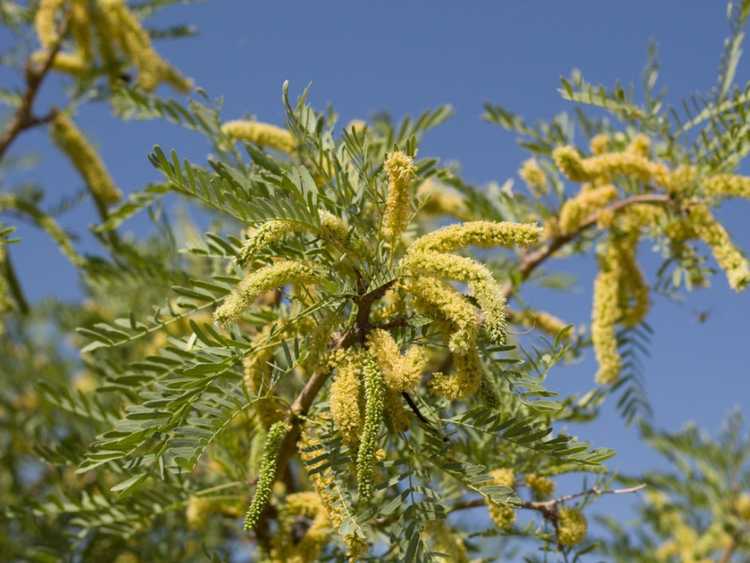 You are currently viewing Informations sur le Honey Mesquite – Comment faire pousser des arbres Honey Mesquite