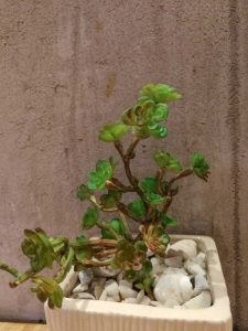 Lire la suite à propos de l’article Cultiver un orpin d'arbre en pot: soin du Sedum Frutescens et du Sedum Dendroideum