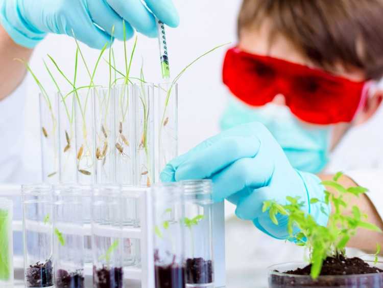 Lire la suite à propos de l’article Que sont les graines OGM : informations sur les graines de jardin OGM