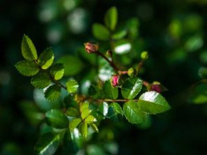 Lire la suite à propos de l’article Qu'est-ce que Rose Balling : raisons pour lesquelles les boutons de rose meurent avant l'ouverture