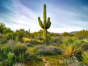 Lire la suite à propos de l’article Conseils pour prendre soin du cactus Saguaro