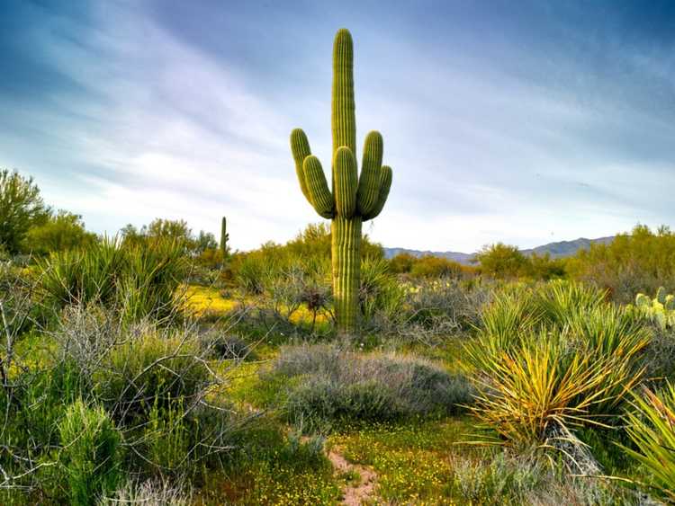 You are currently viewing Conseils pour prendre soin du cactus Saguaro