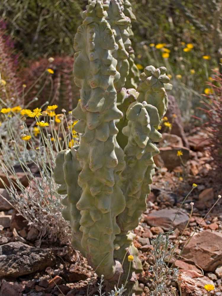 You are currently viewing Planter un cactus totémique : conseils pour prendre soin des cactus totémiques