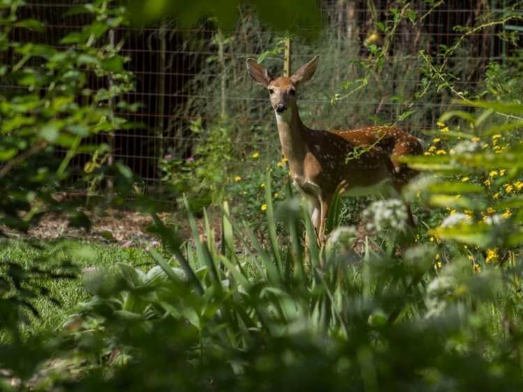 Lire la suite à propos de l’article Les bulbes détestent les cerfs : des bulbes à fleurs qui dissuadent les cerfs