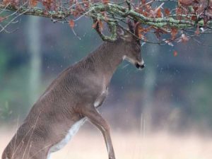 Lire la suite à propos de l’article Écorce d'arbre frottée par les cerfs : protéger les arbres contre les frottements des cerfs